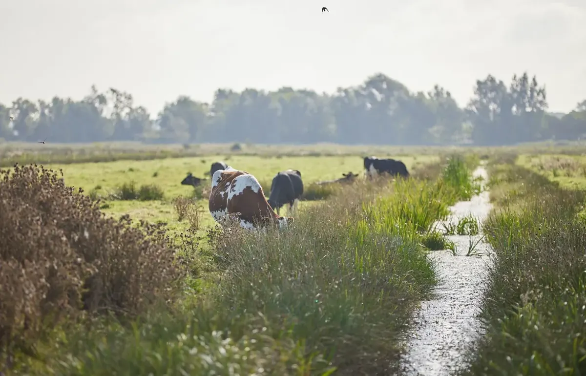 Beef cows grazing the Waveney marshes beside a dyke at College Farm