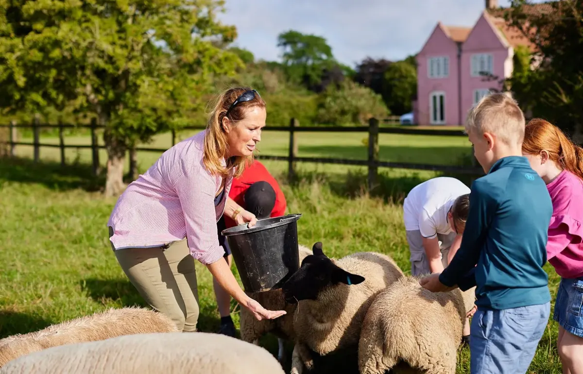 Children feeding the sheep from a bucket with the farmer at College Farm in Norfolk