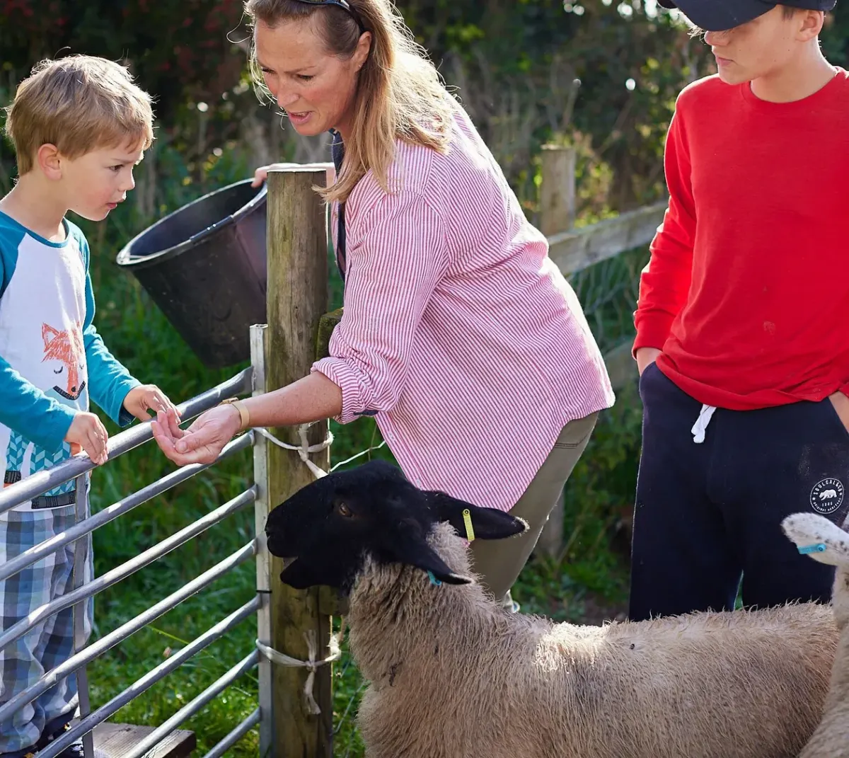 Mum and two boys hand-feeding a sheep over the gate at College Farm in Norfolk
