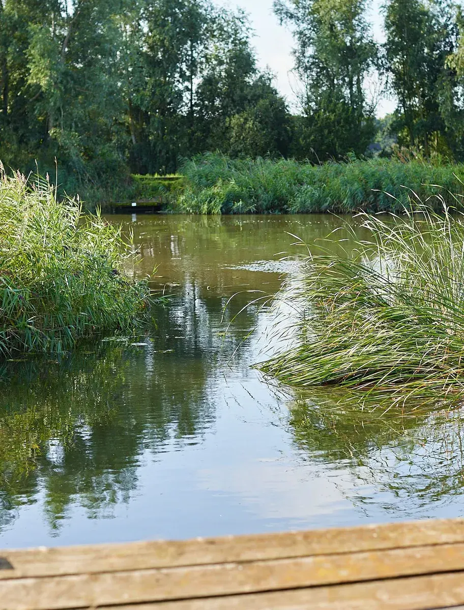 Reeds and calm water on the Waveney near College Farm on the Norfolk Broads