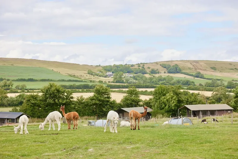 East Shilvinghampton Farm photo 1