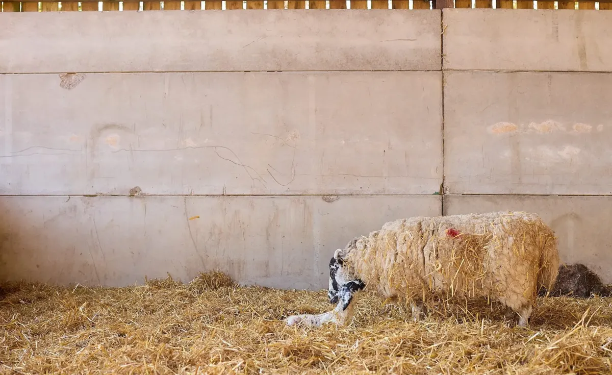 A ewe with her newborn lamb in a straw-filled shed at Foxglove Farm in spring