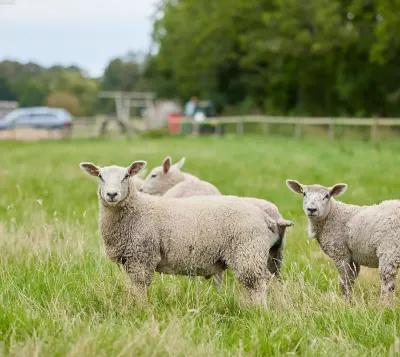 Heydon Grove Farm photo 3