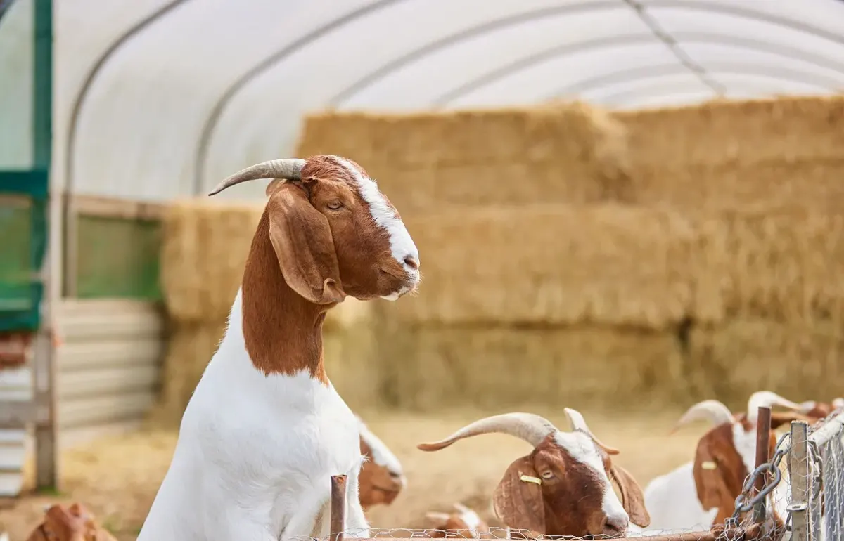 Brown and white goats in the hay barn at Moor Farm