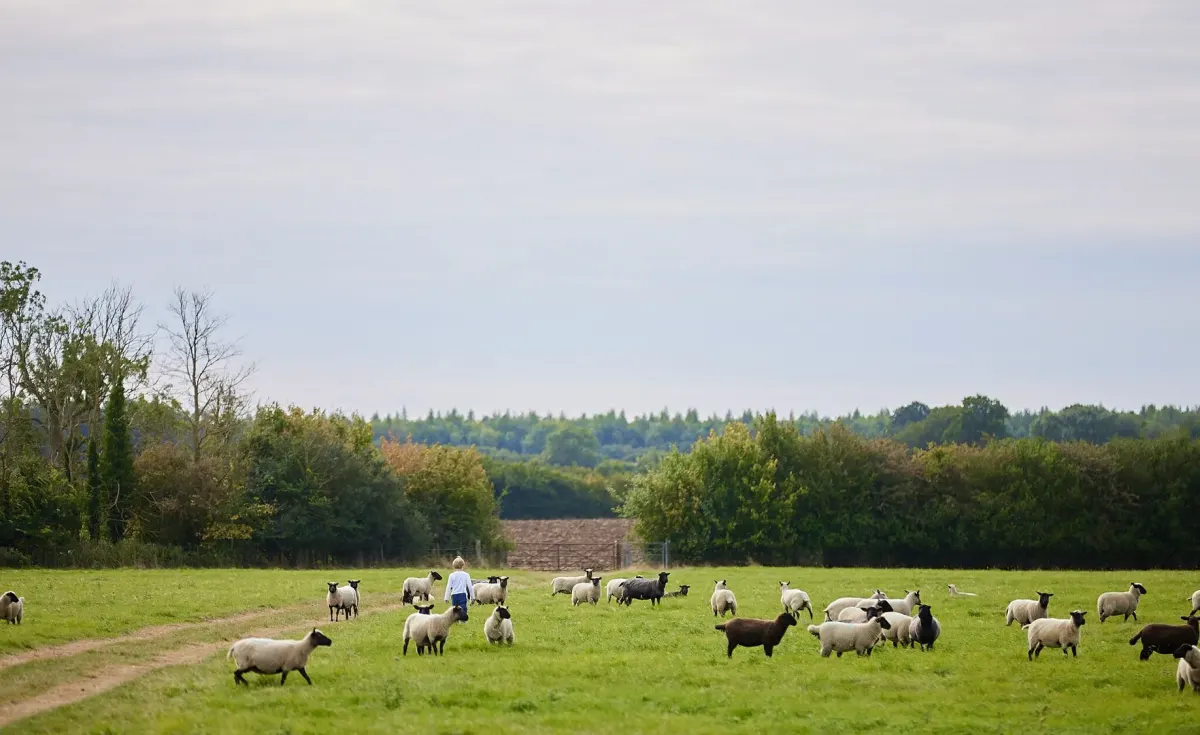 Sheep out in the paddock at New Barn Farm, where the lambs arrive each spring
