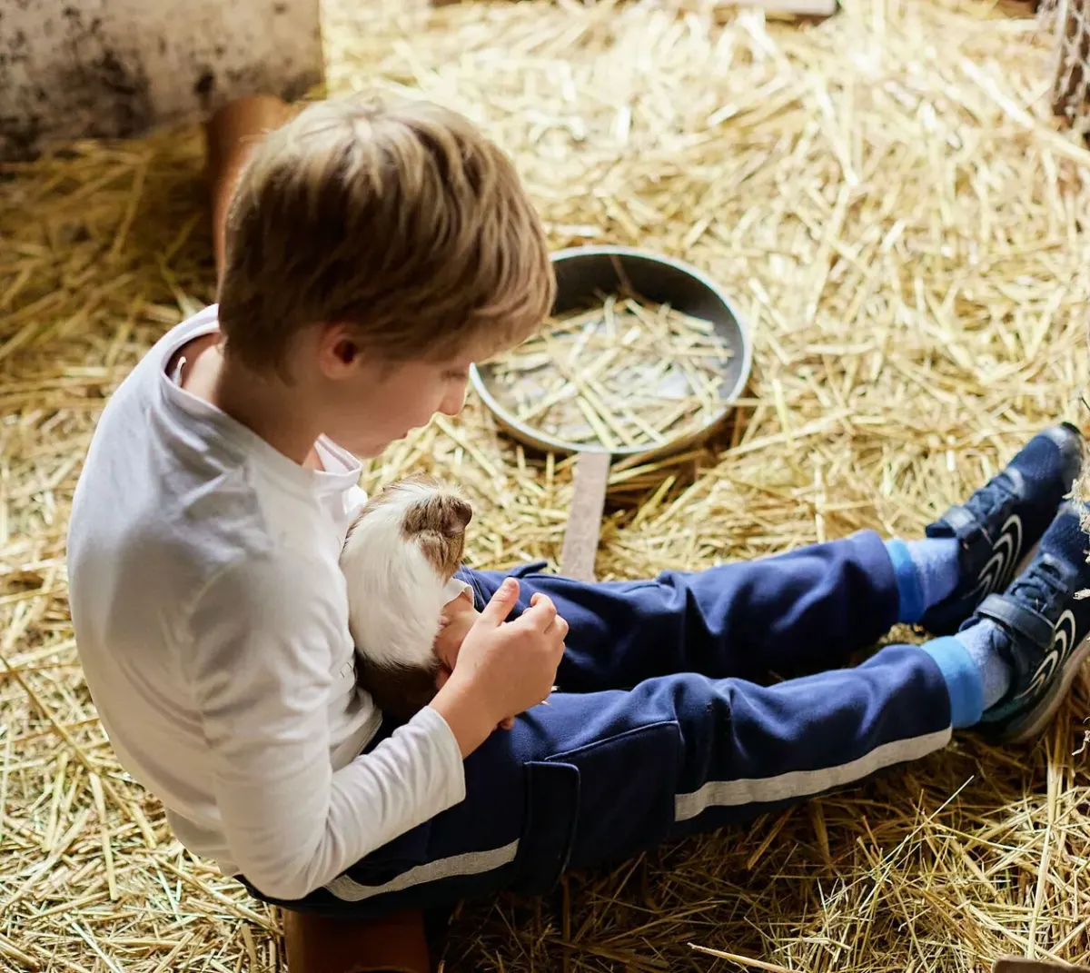Boy cuddling a guinea pig in the straw of the cuddle barn at New Barn Farm, Bedfordshire