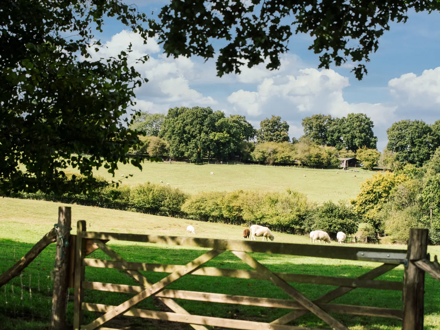 Canvas lodges at Sunninglye Farm