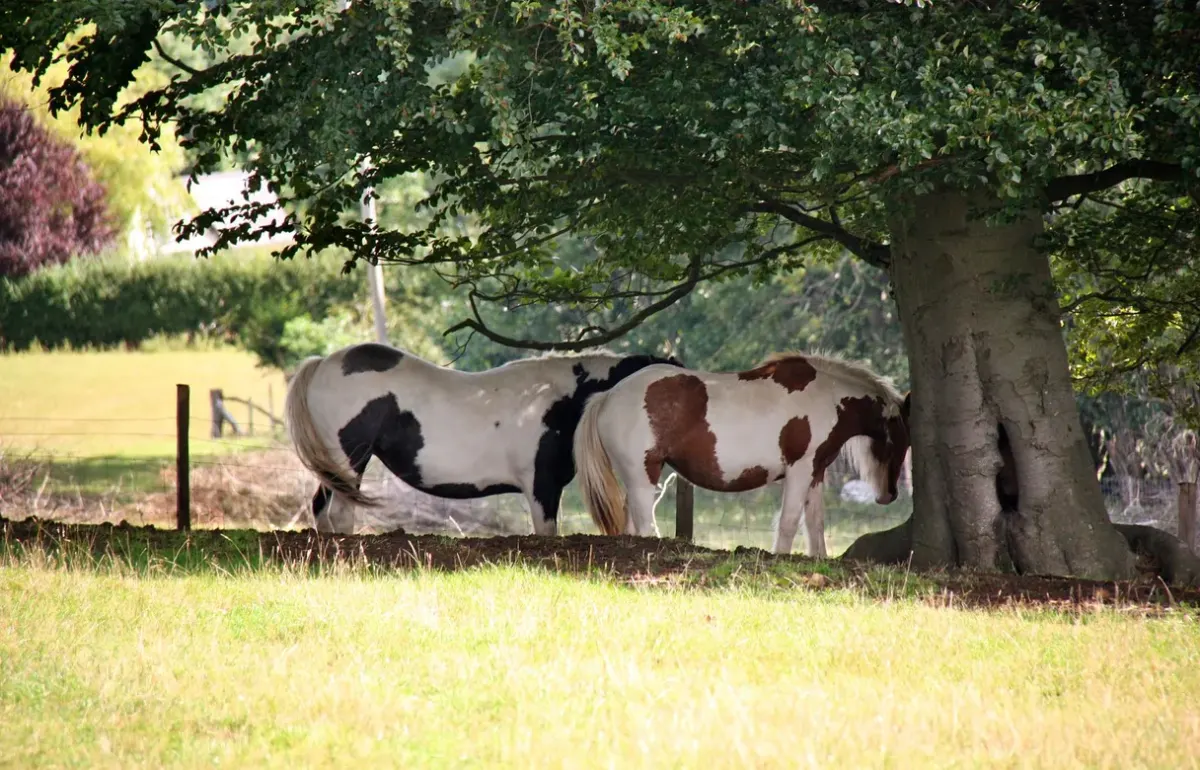 Two piebald horses resting under an oak tree in a field at Sunninglye